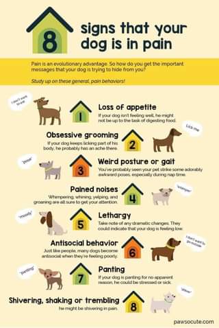 signs that your dog is in pain